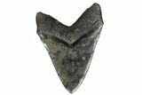 Fossil Megalodon Tooth - Bluish Enamel Color #182963-2
